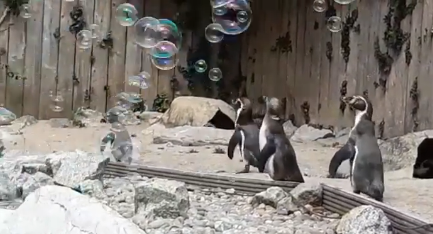 ideiasnutritivas.com - Zoológico instala máquina de bolhas para os pinguins se divertirem e eles adoram!