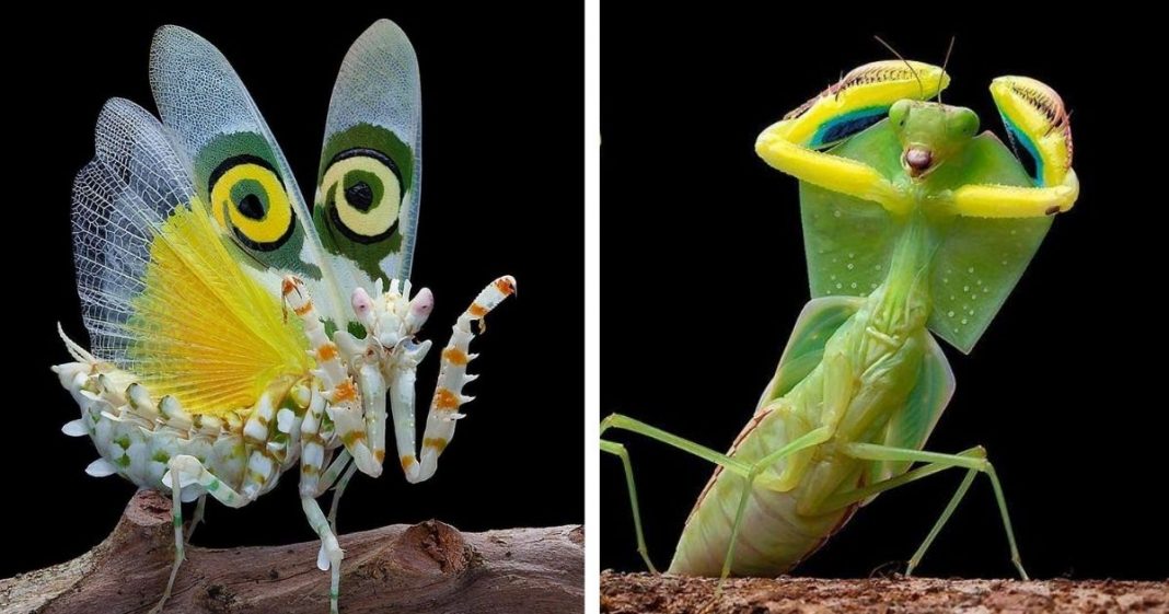 Incríveis fotos de louva-a-deus mostram de perto este impressionante inseto