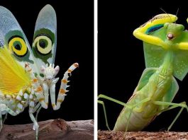 Incríveis fotos de louva-a-deus mostram de perto este impressionante inseto