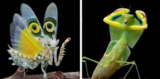 Incríveis fotos de louva-a-deus mostram de perto este impressionante inseto Incríveis fotos de louva-a-deus mostram de perto este impressionante inseto