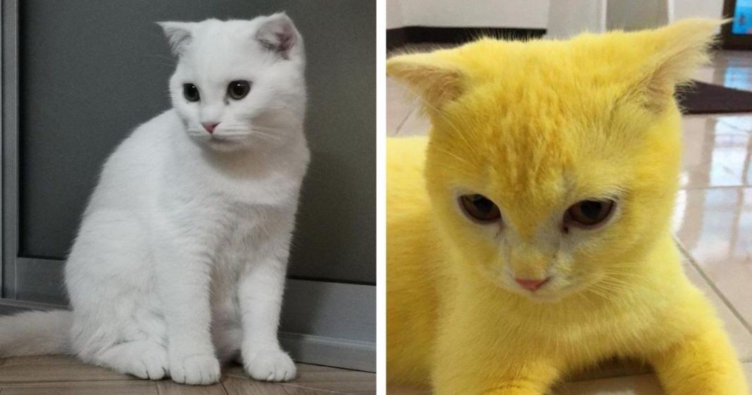 Mulher tailandesa usa açafrão para tratar infecção em seu gato e o deixa acidentalmente amarelo