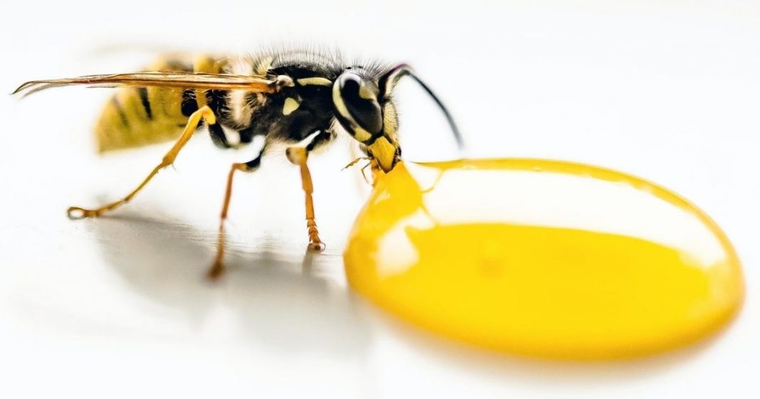 O mel trata os sintomas de tosse e resfriado melhor do que os antibióticos