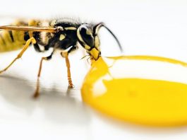 O mel trata os sintomas de tosse e resfriado melhor do que os antibióticos