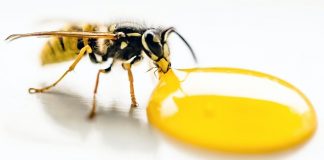 O mel trata os sintomas de tosse e resfriado melhor do que os antibióticos O mel trata os sintomas de tosse e resfriado melhor do que os antibióticos