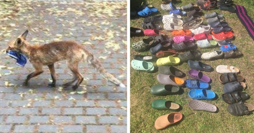 Raposa é flagrada com coleção de mais de 100 Crocs ‘roubados’