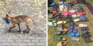 Raposa é flagrada com coleção de mais de 100 Crocs ‘roubados’ Raposa é flagrada com coleção de mais de 100 Crocs ‘roubados’
