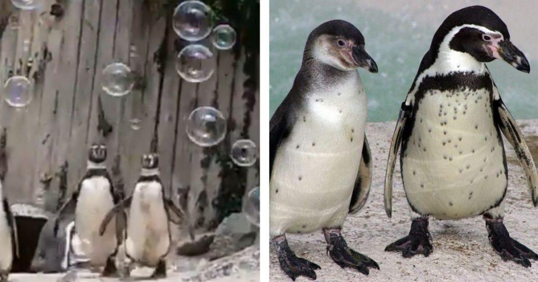 Zoológico instala máquina de bolhas para os pinguins se divertirem e eles adoram!