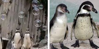 Zoológico instala máquina de bolhas para os pinguins se divertirem e eles adoram! Zoológico instala máquina de bolhas para os pinguins se divertirem e eles adoram!