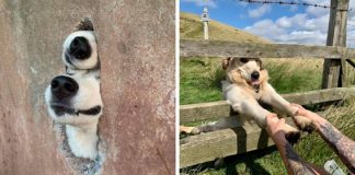 Neste grupo do Facebook as pessoas compartilham as melhores fotos que tiraram de cães Neste grupo do Facebook as pessoas compartilham as melhores fotos que tiraram de cães