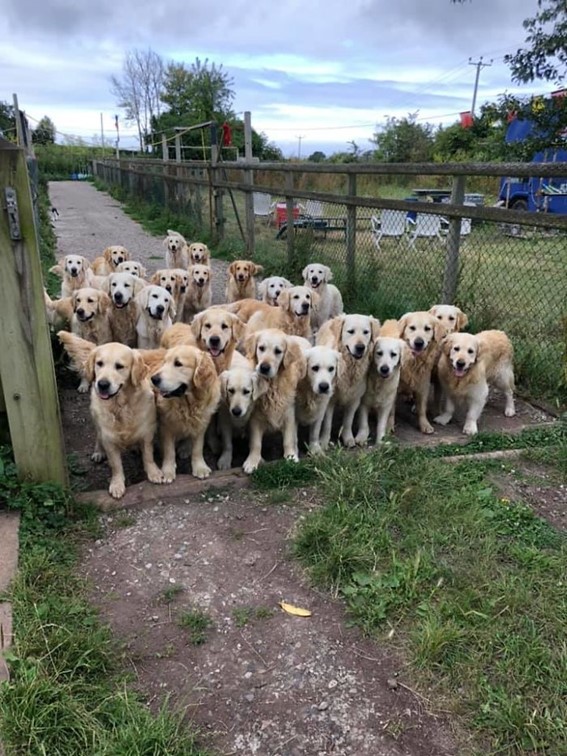 ideiasnutritivas.com - Neste grupo do Facebook as pessoas compartilham as melhores fotos que tiraram de cães