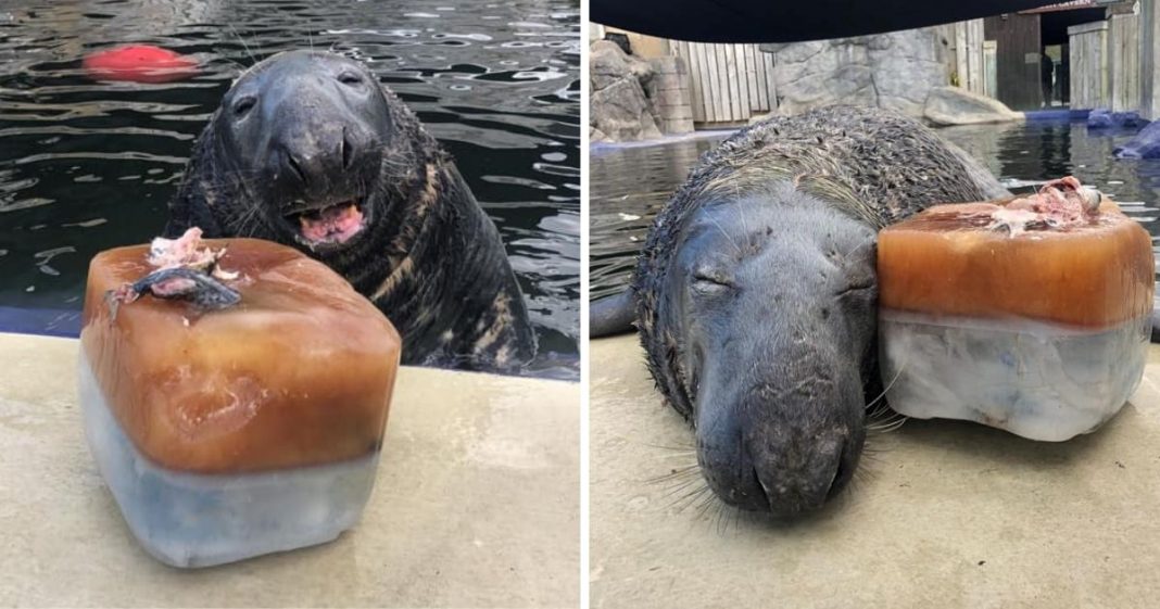 Esta foca é surpreendida com um bolo gigante de peixe congelado em seu 31º aniversário