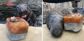 Esta foca é surpreendida com um bolo gigante de peixe congelado em seu 31º aniversário Esta foca é surpreendida com um bolo gigante de peixe congelado em seu 31º aniversário
