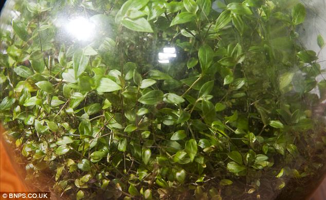 Homem cultiva jardim em garrafa, que está vivo e verde sem receber água desde 1972 ideiasnutritivas.com - Homem cultiva jardim em garrafa, que está vivo e verde sem receber água desde 1972