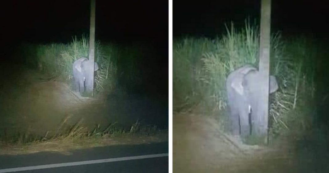 Bebê elefante é pego comendo cana-de-açúcar e tenta se esconder atrás de um poste estreito