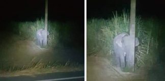 Bebê elefante é pego comendo cana-de-açúcar e tenta se esconder atrás de um poste estreito Bebê elefante é pego comendo cana-de-açúcar e tenta se esconder atrás de um poste estreito
