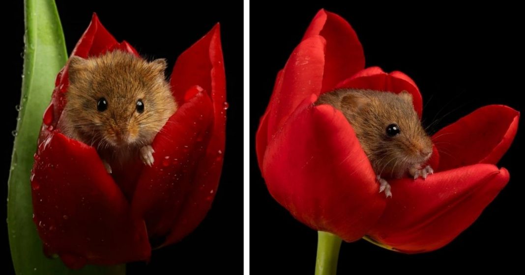 Essas fotos incríveis de ratinhos do campo vão te fazer ter uma ataque de fofura