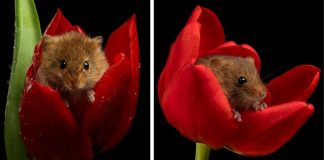 Essas fotos incríveis de ratinhos do campo vão te fazer ter uma ataque de fofura Essas fotos incríveis de ratinhos do campo vão te fazer ter uma ataque de fofura