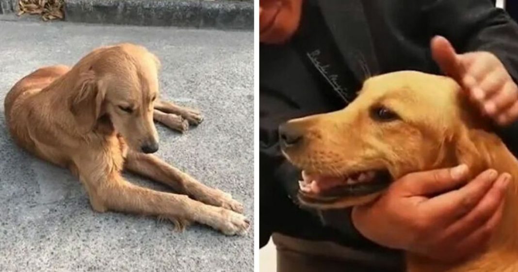 Golden retriever anda mais de 100 Km em duas semanas para encontrar seus donos