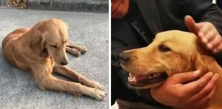 Golden retriever anda mais de 100 Km em duas semanas para encontrar seus donos Golden retriever anda mais de 100 Km em duas semanas para encontrar seus donos