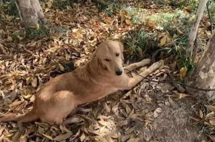 Golden retriever anda mais de 100 Km em duas semanas para encontrar seus donos ideiasnutritivas.com - Golden retriever anda mais de 100 Km em duas semanas para encontrar seus donos