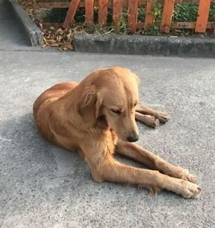 Golden retriever anda mais de 100 Km em duas semanas para encontrar seus donos ideiasnutritivas.com - Golden retriever anda mais de 100 Km em duas semanas para encontrar seus donos