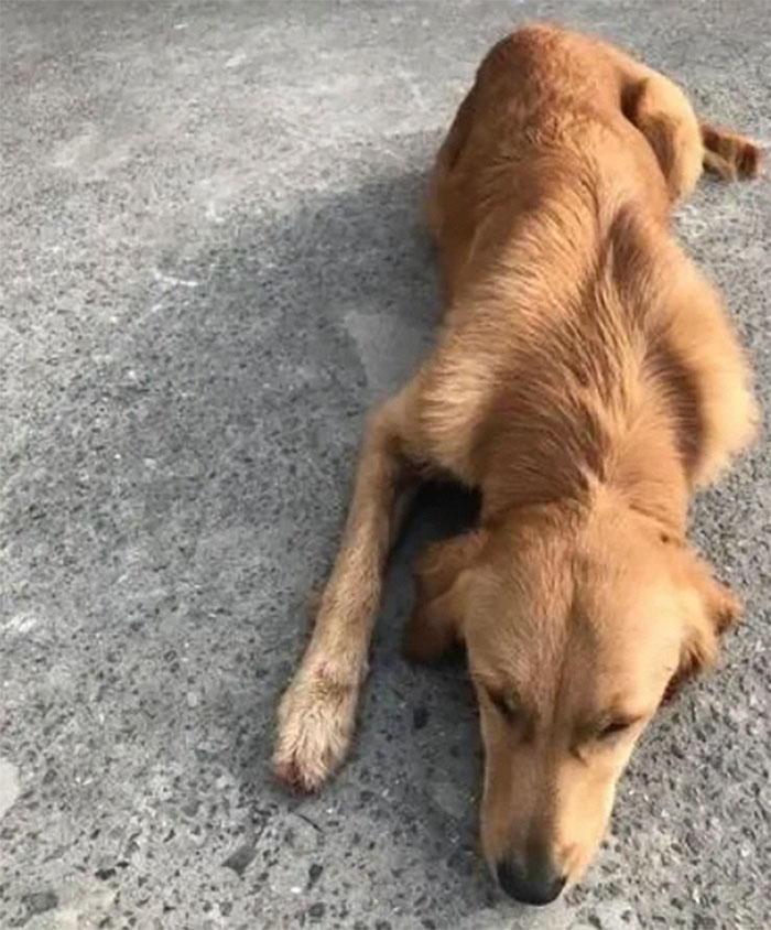 Golden retriever anda mais de 100 Km em duas semanas para encontrar seus donos ideiasnutritivas.com - Golden retriever anda mais de 100 Km em duas semanas para encontrar seus donos