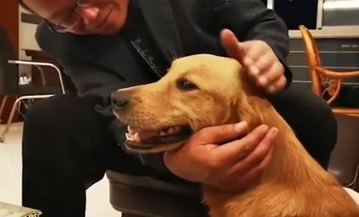 Golden retriever anda mais de 100 Km em duas semanas para encontrar seus donos ideiasnutritivas.com - Golden retriever anda mais de 100 Km em duas semanas para encontrar seus donos