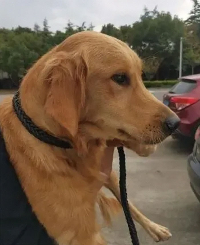 Golden retriever anda mais de 100 Km em duas semanas para encontrar seus donos ideiasnutritivas.com - Golden retriever anda mais de 100 Km em duas semanas para encontrar seus donos