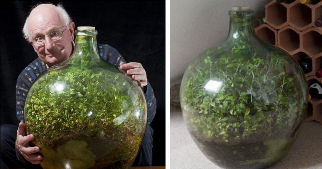 Homem cultiva jardim em garrafa, que está vivo e verde sem receber água desde 1972