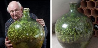 Homem cultiva jardim em garrafa, que está vivo e verde sem receber água desde 1972 Homem cultiva jardim em garrafa, que está vivo e verde sem receber água desde 1972