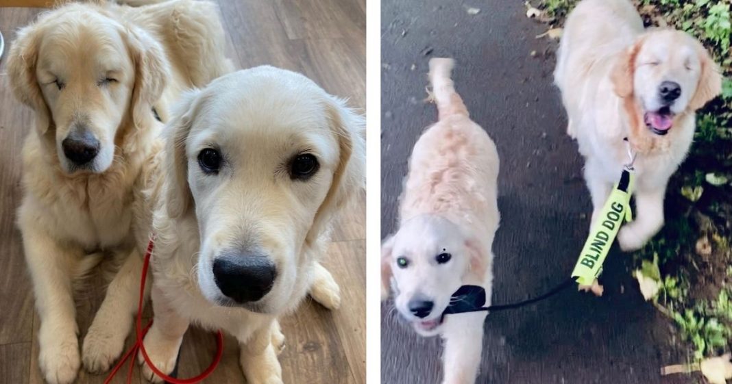 Cão cego ganha seu próprio cão-guia e os dois formam uma dupla muito fofa