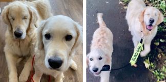 Cão cego ganha seu próprio cão-guia e os dois formam uma dupla muito fofa Cão cego ganha seu próprio cão-guia e os dois formam uma dupla muito fofa