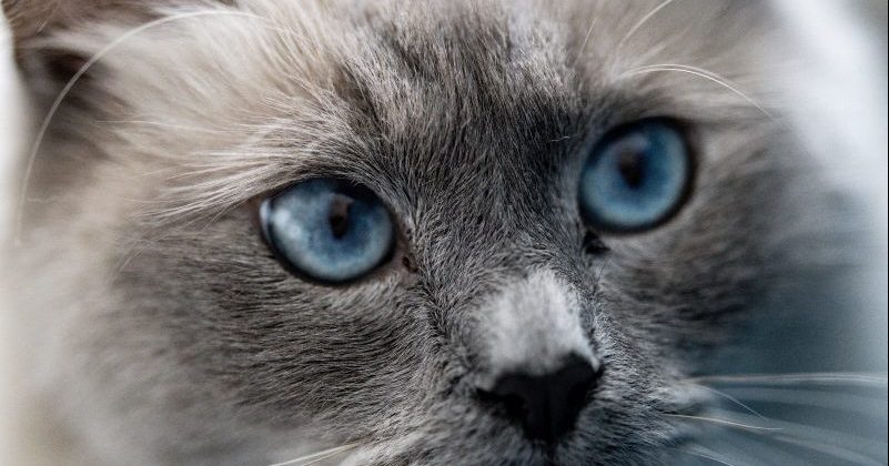 O que seus olhos dizem sobre você? Descubra mais da sua personalidade pela forma deles ideiasnutritivas.com - O que seus olhos dizem sobre você? Descubra mais da sua personalidade pela forma deles