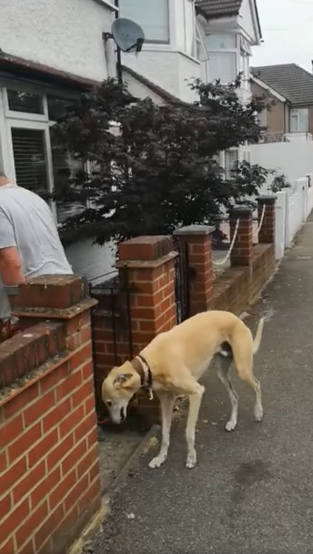 Dono de cãozinho machucado gasta R$ 2.200 para descobrir que o pet estava imitando-o por solidariedade ideiasnutritivas.com - Dono de cãozinho machucado gasta R$ 2.200 para descobrir que o pet estava imitando-o por solidariedade