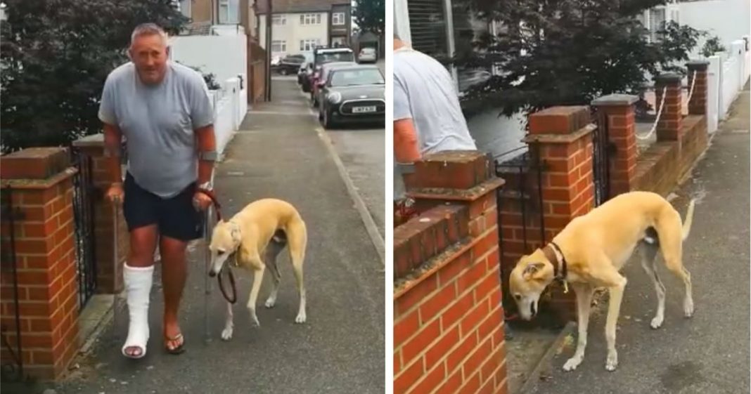 Dono de cãozinho machucado gasta R$ 2.200 para descobrir que o pet estava imitando-o por solidariedade