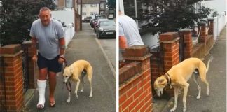 Dono de cãozinho machucado gasta R$ 2.200 para descobrir que o pet estava imitando-o por solidariedade Dono de cãozinho machucado gasta R$ 2.200 para descobrir que o pet estava imitando-o por solidariedade