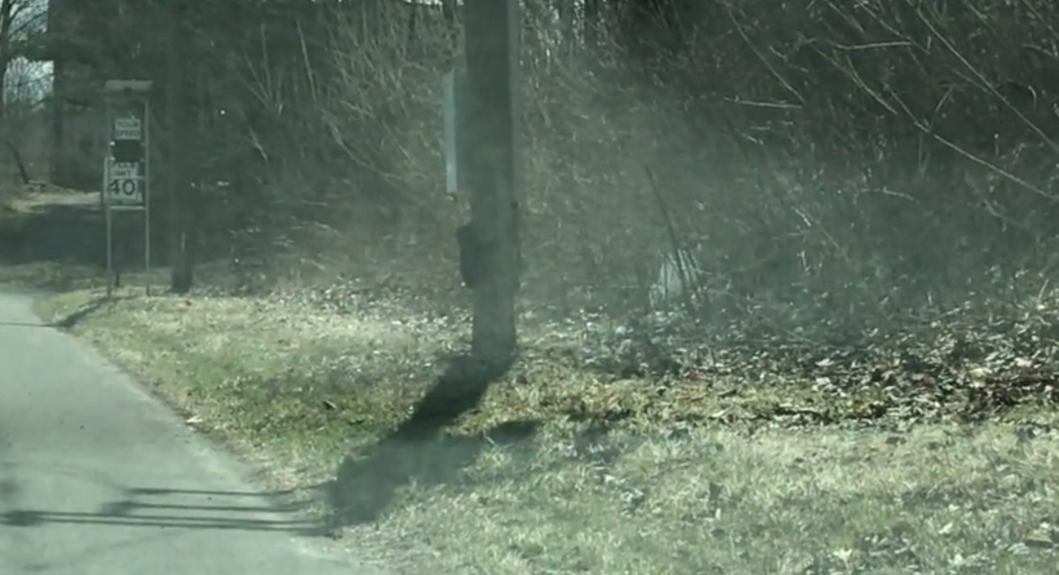 Vídeo divertido de uma mamãe urso lutando para levar quatro filhotes para o outro lado da estrada ideiasnutritivas.com - Vídeo divertido de uma mamãe urso lutando para levar quatro filhotes para o outro lado da estrada
