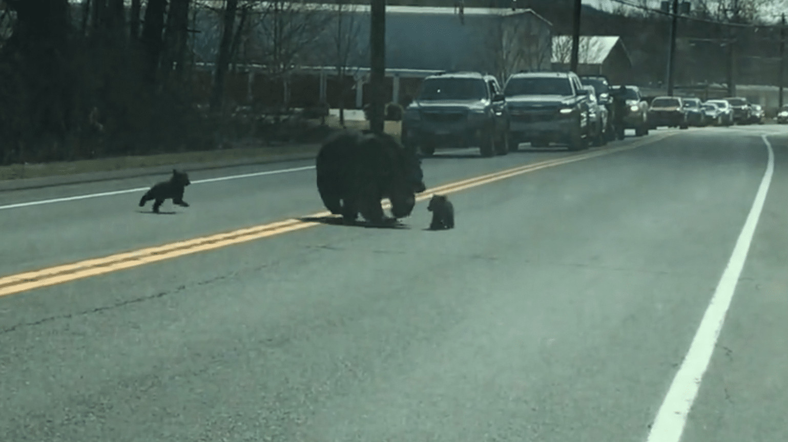 ideiasnutritivas.com - V&iacute;deo divertido de uma mam&atilde;e urso lutando para levar quatro filhotes para o outro lado da estrada