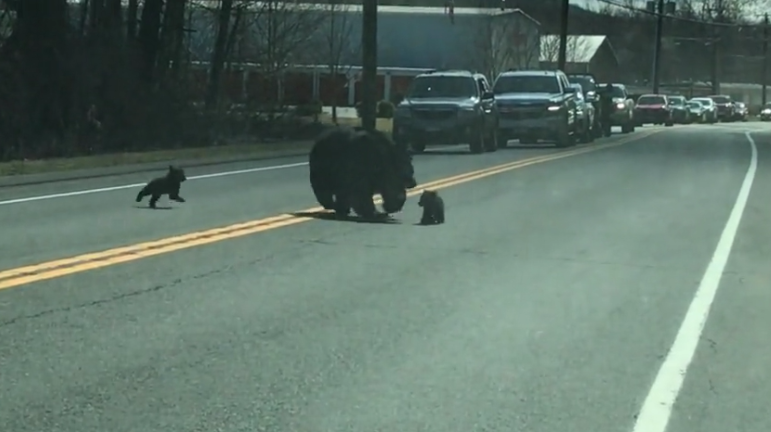 Vídeo divertido de uma mamãe urso lutando para levar quatro filhotes para o outro lado da estrada ideiasnutritivas.com - Vídeo divertido de uma mamãe urso lutando para levar quatro filhotes para o outro lado da estrada