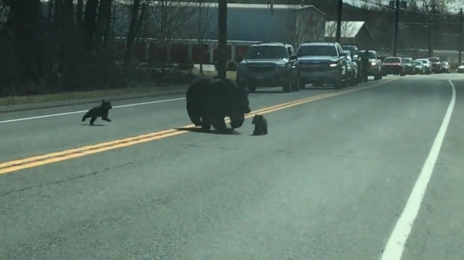 ideiasnutritivas.com - Vídeo divertido de uma mamãe urso lutando para levar quatro filhotes para o outro lado da estrada