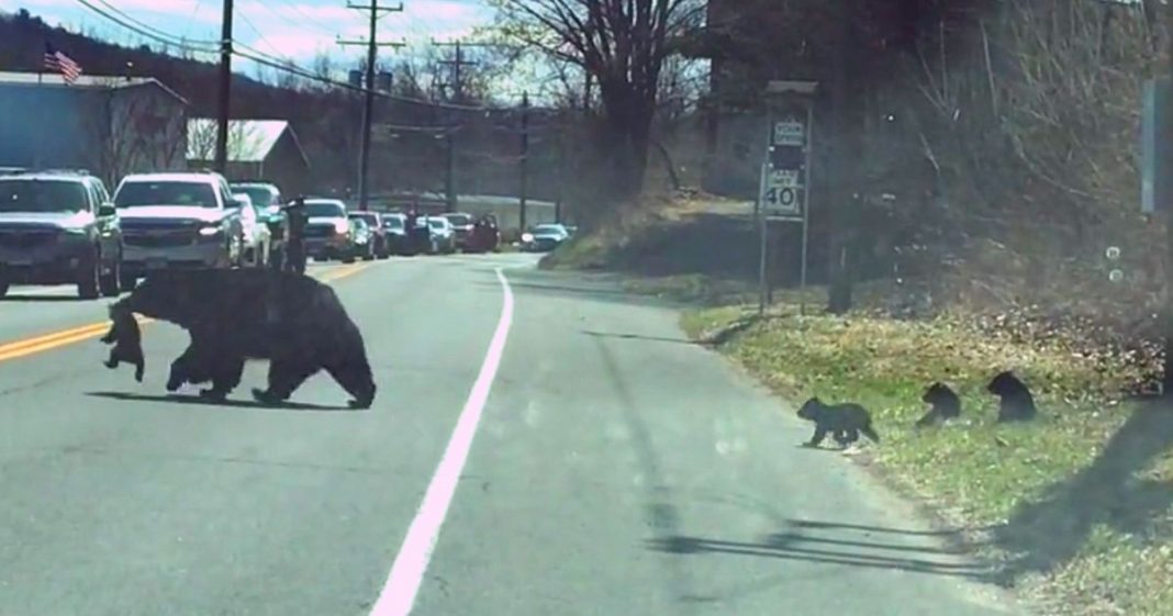Vídeo divertido de uma mamãe urso lutando para levar quatro filhotes para o outro lado da estrada