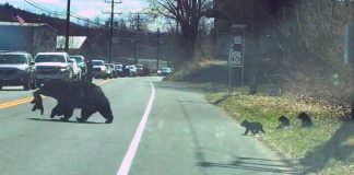 Vídeo divertido de uma mamãe urso lutando para levar quatro filhotes para o outro lado da estrada Vídeo divertido de uma mamãe urso lutando para levar quatro filhotes para o outro lado da estrada