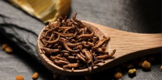 Insetos comestíveis: a “comida do futuro” já está prestes a chegar às nossas mesas Insetos comestíveis: a “comida do futuro” já está prestes a chegar às nossas mesas