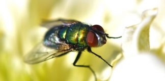 Uma mosca pousou na comida – e agora? Posso continuar a comer ou devo jogar tudo fora? Uma mosca pousou na comida – e agora? Posso continuar a comer ou devo jogar tudo fora?