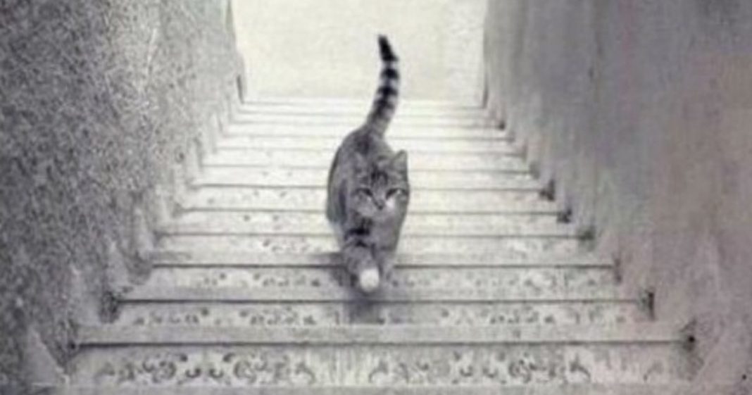 Enigma do Gato: Ele está subindo ou descendo a escada? A resposta revela sobre sua personalidade