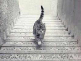 Enigma do Gato: Ele está subindo ou descendo a escada? A resposta revela sobre sua personalidade