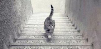 Enigma do Gato: Ele está subindo ou descendo a escada? A resposta revela sobre sua personalidade Enigma do Gato: Ele está subindo ou descendo a escada? A resposta revela sobre sua personalidade