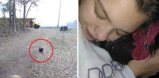 Galo corre até ônibus escolar para ver sua melhor amiga todos os dias Galo corre até ônibus escolar para ver sua melhor amiga todos os dias