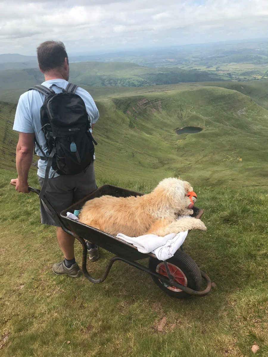 ideiasnutritivas.com - Homem leva seu cão doente em um carrinho de mão até sua montanha favorita para "uma última aventura"