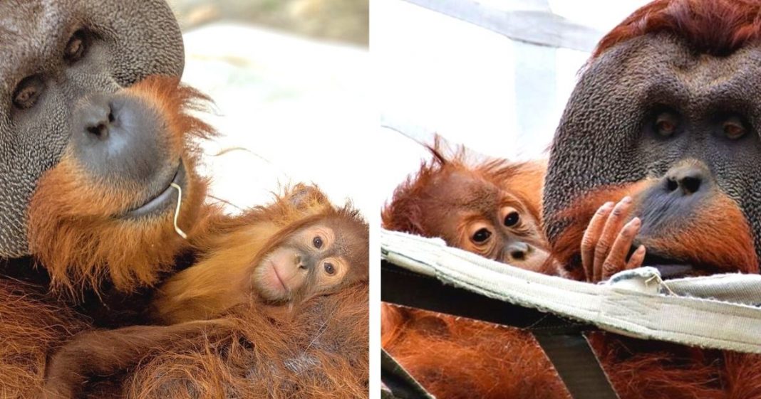 Orangotango macho cuida da filha depois da morte da mãe e comove zoológico